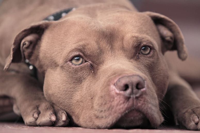 Nomi per Pitbull maschi e femmine, ecco i più adatti!